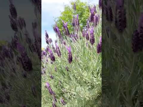 ラベンダーの育て方 – ヒント、特性、オリジナルの装飾アイデア  庭園