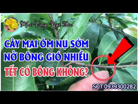 Cây mai ôm nụ sớm là vì sao và có ảnh hưởng đến bông tết không?