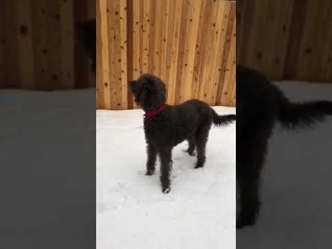 Magic, an adopted Poodle & Labrador Retriever Mix in Sequim, WA_image-1