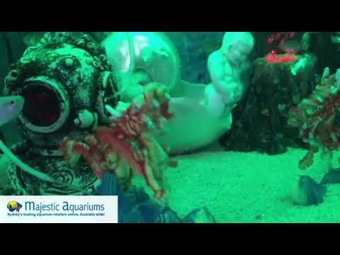 Chinese New Year dragon tank