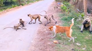 monkey and dog funny video.monkey vs dog real fight.baby monkey attacked by dog.