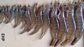 Solution to treat EHP disease in shrimp
