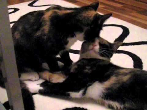 CATS: Cleaning Amala - Amala pesulla