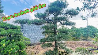 Upright Bodhi tree | Cheap Bodhi tree | Nam Dinh Bodhi tree