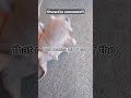 we're the rats! #shorts #rat #youtubeshorts #cute