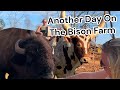 Another Day On The Bison Farm | Turning Buffalo Into Green Pastures