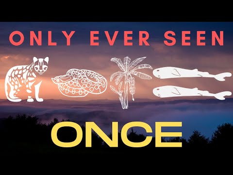 Discovered and Disappeared - 5 Species That Have Only Ever Been Seen Once