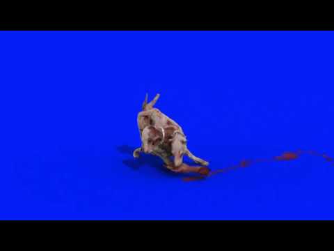 FX Guru Hell Hound On Blue Screen