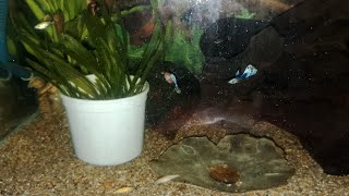 Download lagu #guppy ##danio mp3