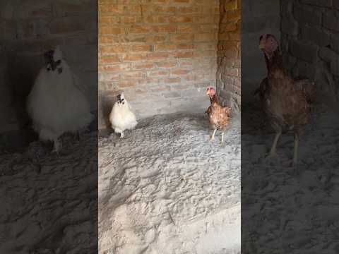 Chicks was born from the cross of Desi hen and Silky #silkychicks #dasihen #minizoo #petsvlogs