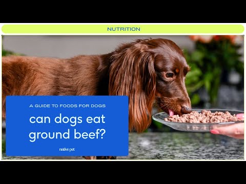 Is Ground Beef Good for Dogs?