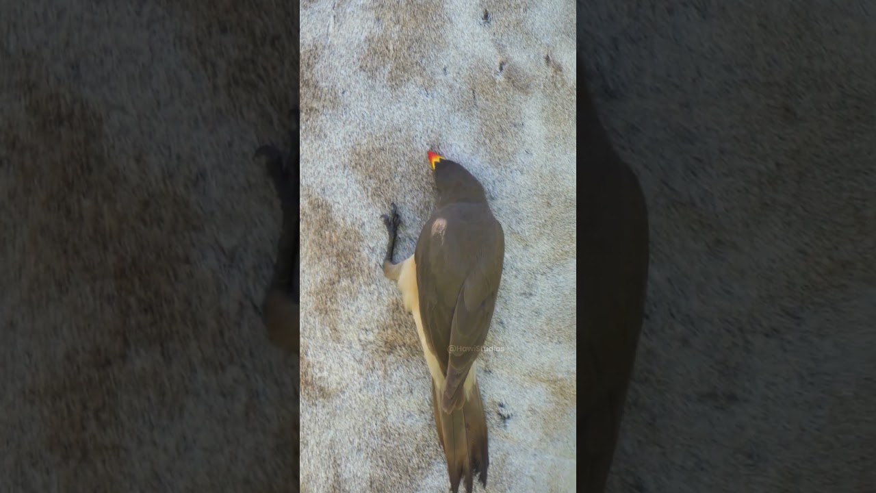 Yellow-billed Oxpecker Foraging and Feeding Biology