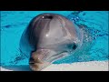Dolphins Finger Family