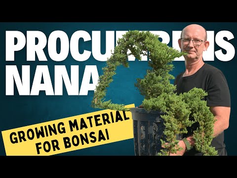 Growing Juniper Procumbens nana for bonsai