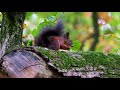 Squirrel Eats A Nut Shorts