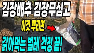김장배추 김장무심고 이것 뿌리면 벌레 걱정 끝! 심고 바로해야 걱정없이 대박!