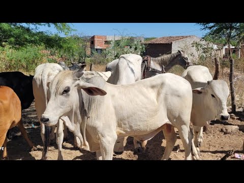 FEIRA DO GADO DE NEGRAS DISTRITO DE ITAIBA PE 26/11/2025