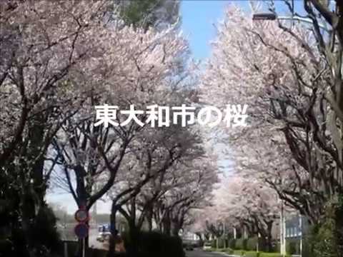 東大和市の桜