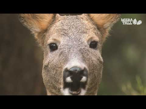 Mera tall - Vad äter viltet? (6)