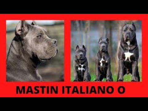 ✅+CANE CORSO el perro de las LEGIONES ROMANAS+✅ cachorro,atacando,caracteristicas,caracter,ladrando