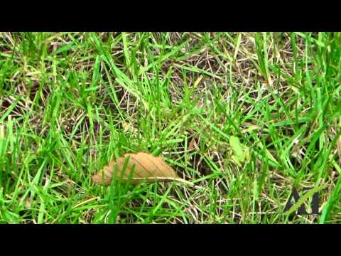 Mill Creek, WA 1 Year old Sod Problems and Solutions