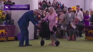 Standard Poodle di Westminster 2026: Struktur, Gerakan, dan Grooming
