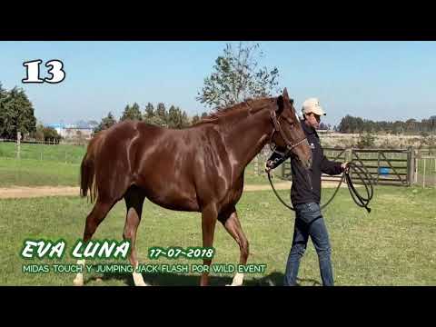 Lote EVA LUNA
