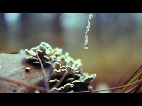 Jaap Middernacht & De Leegte - In Stilte Verzwelgen Wij Alles