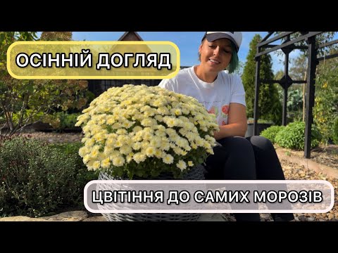 Осінній догляд за хризантемами — секрети рясного цвітіння до морозів