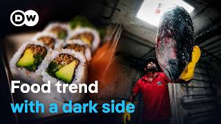 The sushi hype - Ravenous appetites and species extinction | DW Documentary MQDEFAULT Thumbnail