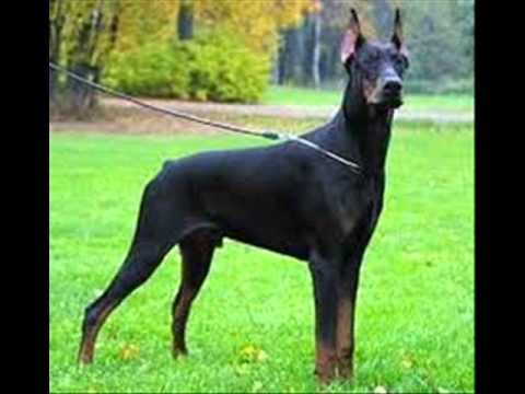 Merre Me Long - Kastro Zizo