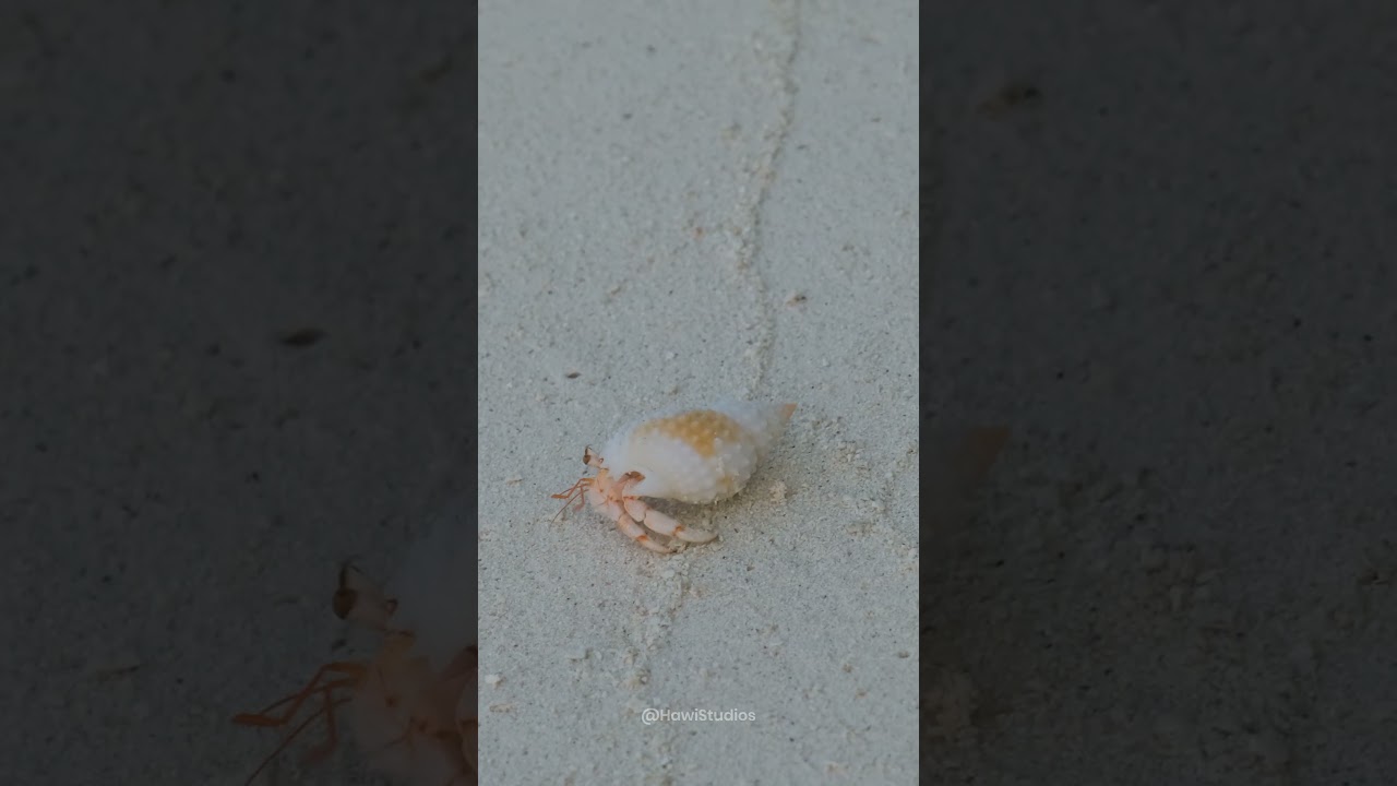 Hermit Crab Beach Locomotion and Shell Hauling