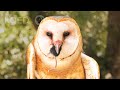 Watch Barn Owls Swallow Rodents Whole Deep Look
