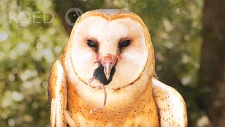 Watch Barn Owls Swallow Rodents Whole | Deep Look