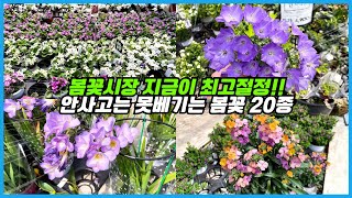 이번주말 봄꽃시장이 절정을 맞이합니다!! 역대급 화려한 봄꽃 20종!! 다 사고싶음 주의 ㅠㅠ