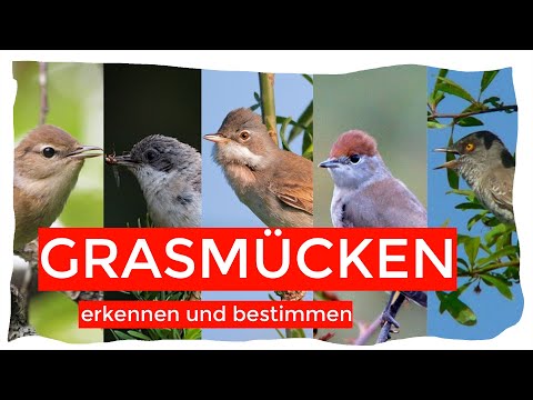 alle Grasmücken Deutschlands sicher und einfach erkennen