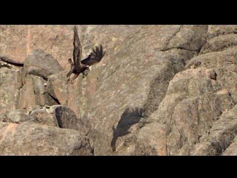 El Águila Real (Aquila chrysaetos) y La Cabra Equilibrista  - Aire Solano