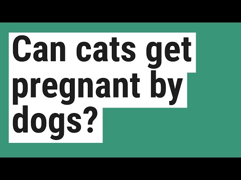 Can cats get pregnant by dogs?