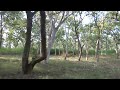 Mudumalai Forest Surounding Travel Videos