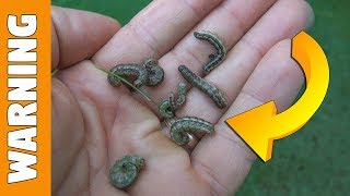 How to Kill Armyworms in Lawn