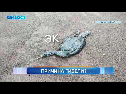 Новости Камчатки за 28 июля 2026 года