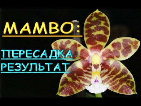 ПЕРЕСАДКА азиата из мха,РЕЗУЛЬТАТ.Орхидея phal. 'Mambo' (фаленопсис "Мамбо").