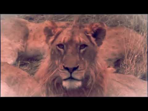 The Legendary Fearless   Young Styx  Male  Son of  the Last Rollercoaster