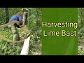 Harvesting Lime Bast for Cordage and Basketry