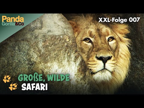 XXL-Safari-Spezial: Die Big Five im Zoo Berlin | Panda, Gorilla & Co.