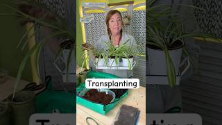 Transplanting Spider Plants
