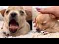 Adorable Puppy Yawning And Falling Asleep Puppies Sleeping Cute Animal Moments