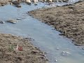 Acqua sporca sulla spiaggia di Santa Teresa. Verifiche del comune di Salerno
