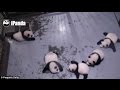 Achoo Baby panda's powerful sneeze scares fur four siblings