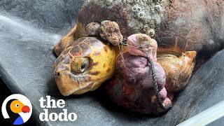 Sea Turtle With 10-Pound Tumor Swims Free Again | The Dodo